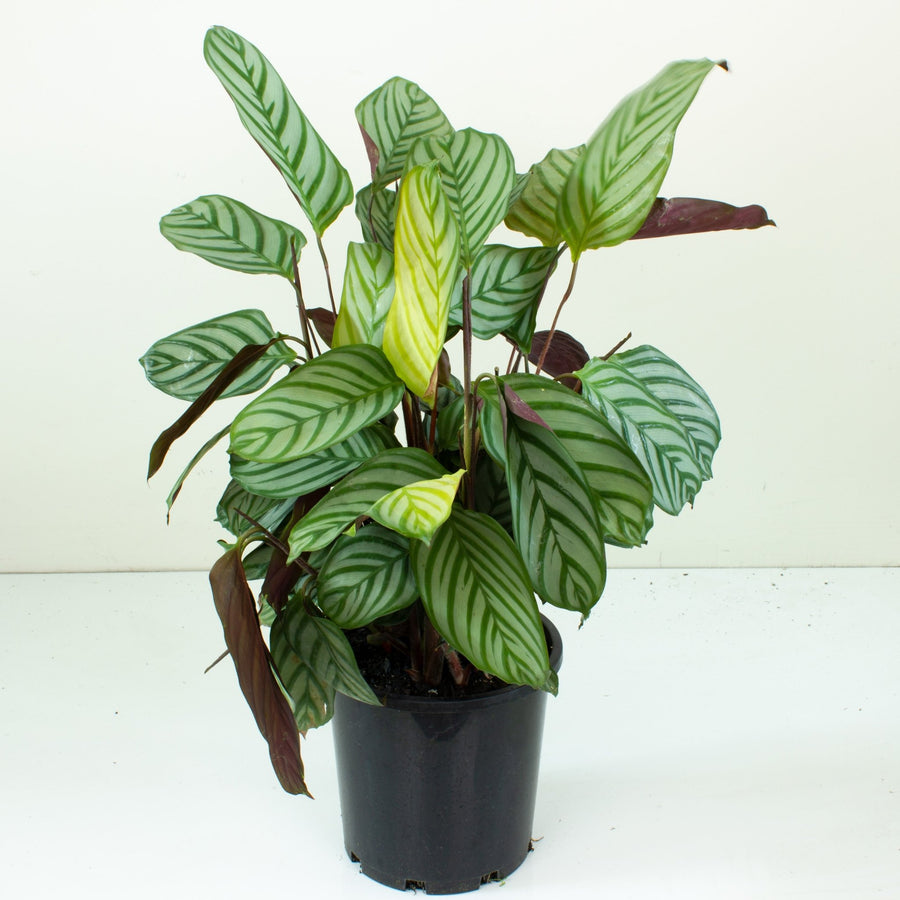 Ctenanthe Oppenheimiana 20cm pot |My Jungle Home|