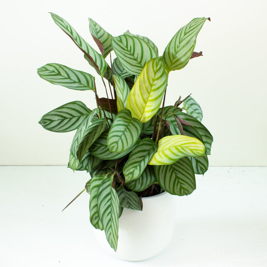 Ctenanthe Oppenheimiana 20cm pot |My Jungle Home|