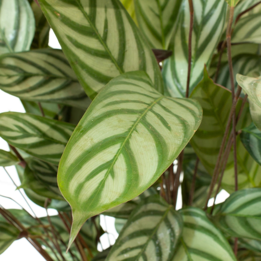 Ctenanthe Oppenheimiana 25cm pot |My Jungle Home|