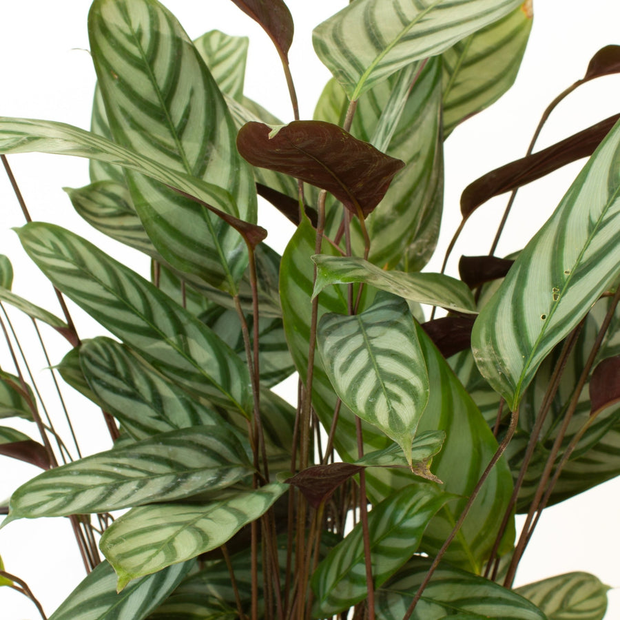 Ctenanthe Oppenheimiana 25cm pot |My Jungle Home|
