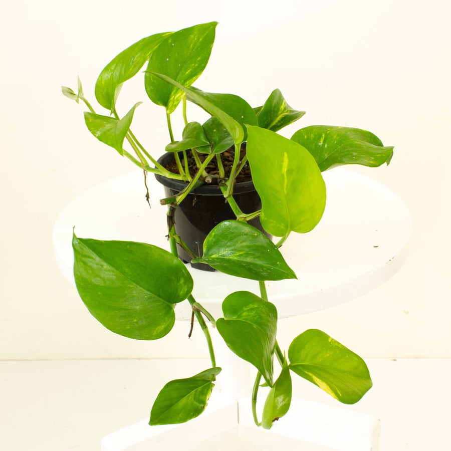 is devil's ivy same as money plant Buy Devils Ivy 'Epipremnum Aureum' 13.5cm pot