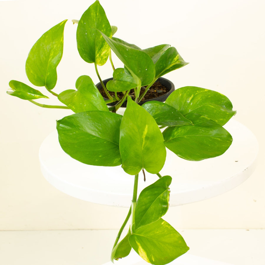 Devils Ivy 'Epipremnum Aureum' 13.5cm pot |My Jungle Home|