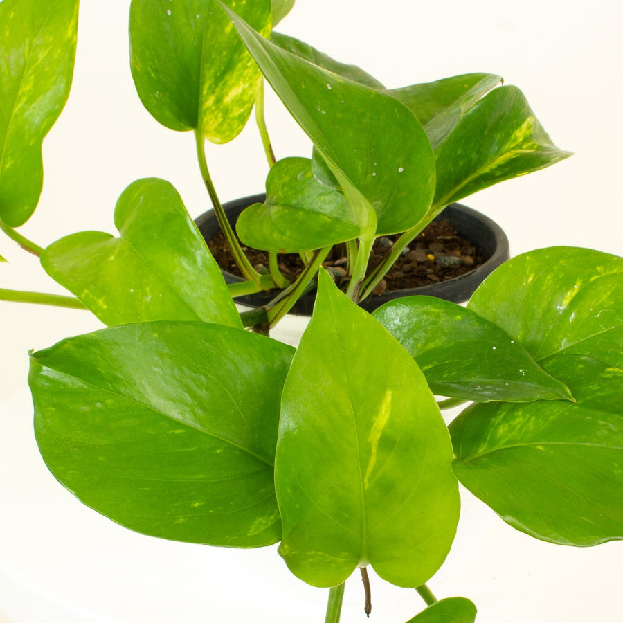 Devils Ivy 'Epipremnum Aureum' 13.5cm pot |My Jungle Home|