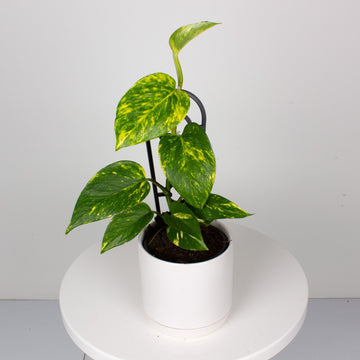 Devils Ivy 'Epipremnum Aureum' 13cm pot |My Jungle Home|