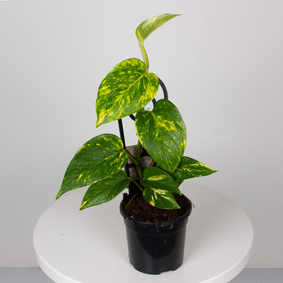 Devils Ivy 'Epipremnum Aureum' 13cm pot |My Jungle Home|