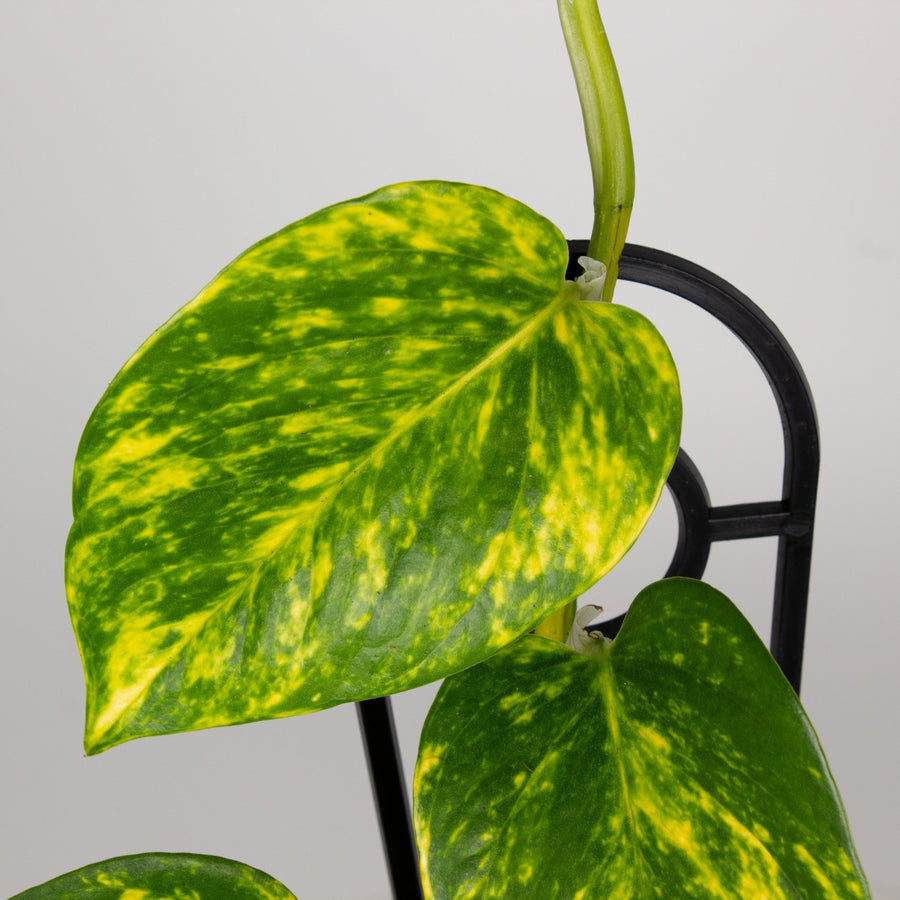 Devils Ivy 'Epipremnum Aureum' 13cm pot |My Jungle Home|