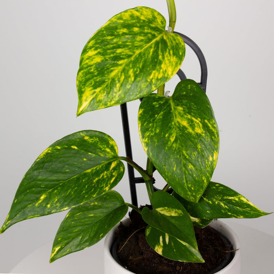 Devils Ivy 'Epipremnum Aureum' 13cm pot |My Jungle Home|