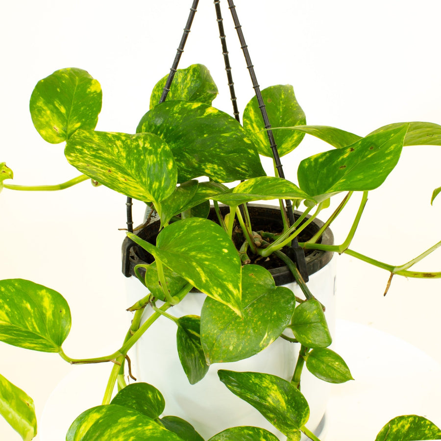 Devils Ivy Hanging Basket ‘Epipremnum Aureum' 17.5cm Pot |My Jungle Home|