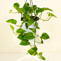 Devils Ivy Hanging Basket ‘Epipremnum Aureum' 17.5cm Pot |My Jungle Home|