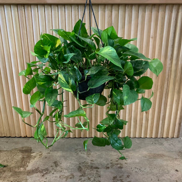 Devils Ivy Hanging Basket ‘Pothos Golden’ 20cm pot |My Jungle Home|