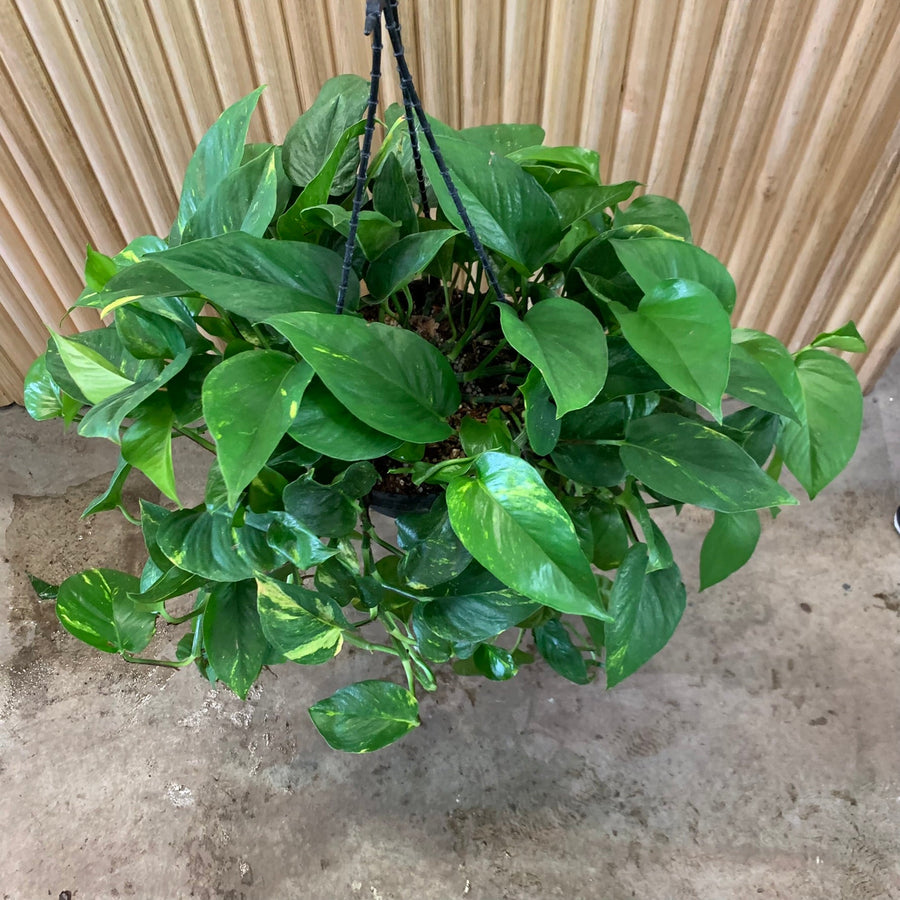 Devils Ivy Hanging Basket ‘Pothos Golden’ 20cm pot |My Jungle Home|
