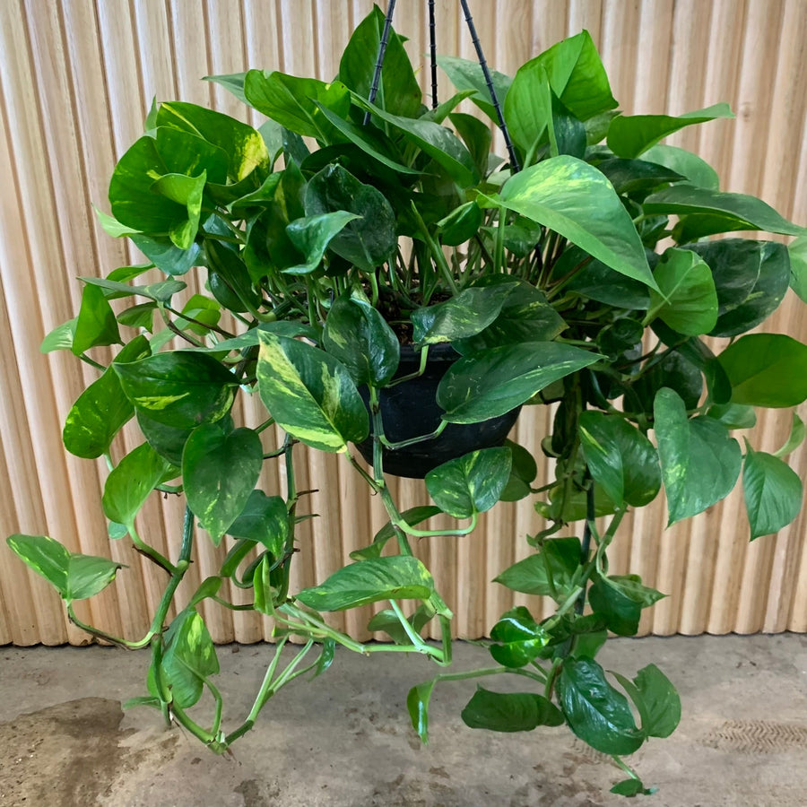 Devils Ivy Hanging Basket ‘Pothos Golden’ 20cm pot |My Jungle Home|