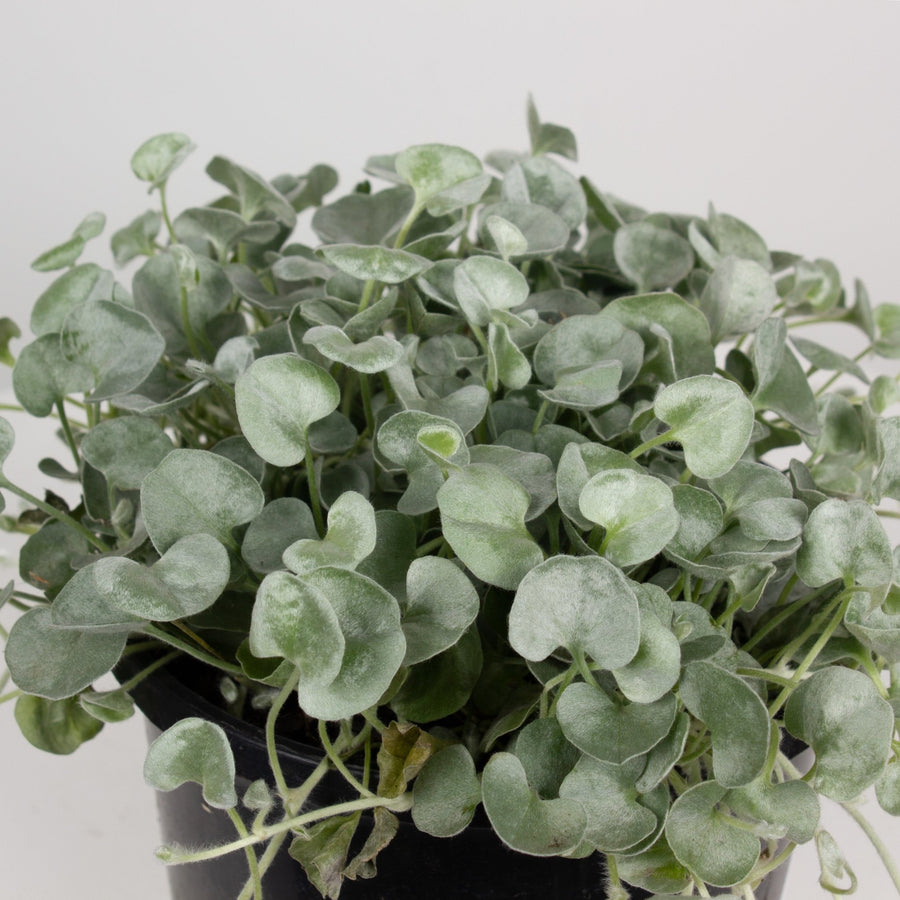 Dichondra Silver Falls 13cm Pot |My Jungle Home|