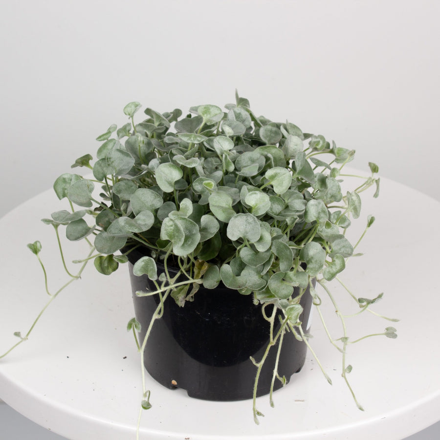 Dichondra Silver Falls 13cm Pot |My Jungle Home|