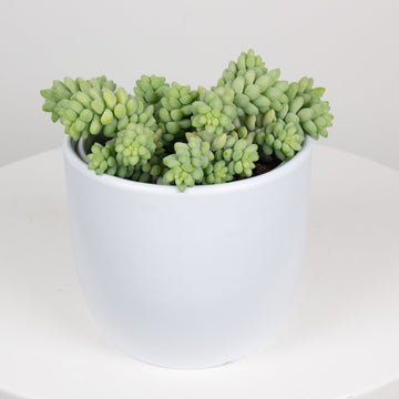 Donkey Tail ‘Sedum Burrows’ 12cm Pot |My Jungle Home|