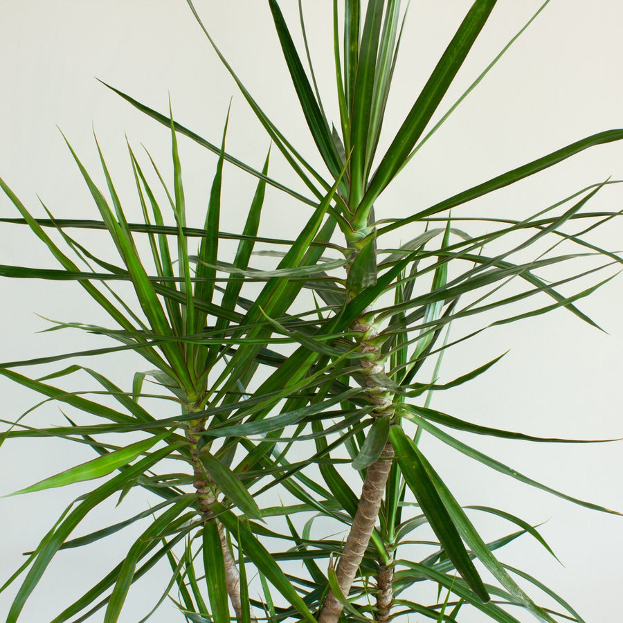 Dracaena Marginata 25cm pot |My Jungle Home|