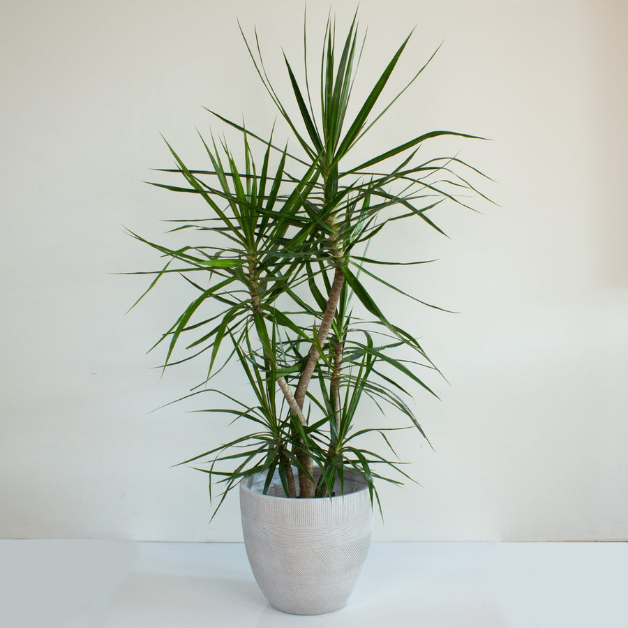 Dracaena Marginata 25cm pot |My Jungle Home|