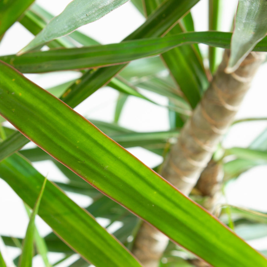 Dracaena Marginata 25cm pot |My Jungle Home|