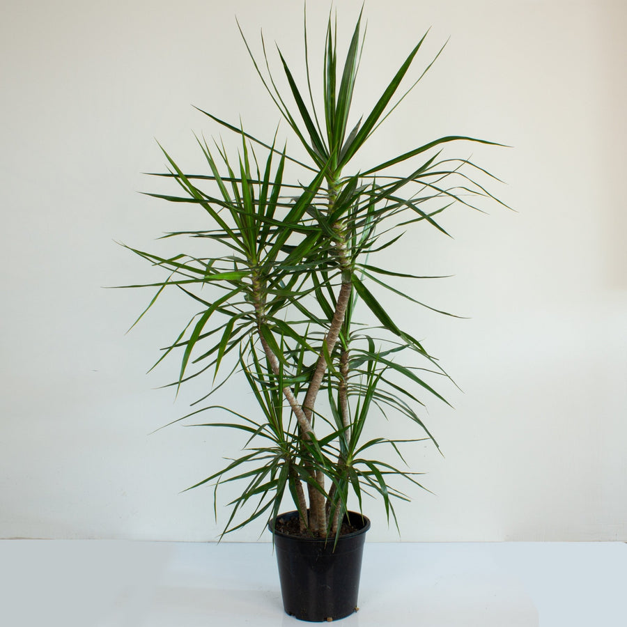 Dracaena Marginata 25cm pot |My Jungle Home|