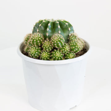 Echinopsis Scoullar Cactus 13cm pot |My Jungle Home|