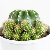 Echinopsis Scoullar Cactus 13cm pot |My Jungle Home|