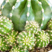 Echinopsis Scoullar Cactus 13cm pot |My Jungle Home|