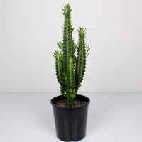 Euphorbia Tricuna ‘African Milk Tree’ 15cm Pot |My Jungle Home|