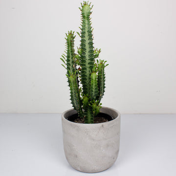 Euphorbia Tricuna ‘African Milk Tree’ 15cm Pot |My Jungle Home|