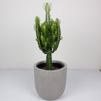 Euphorbia Trigona ‘African Milk Tree’ 19cm Pot |My Jungle Home|