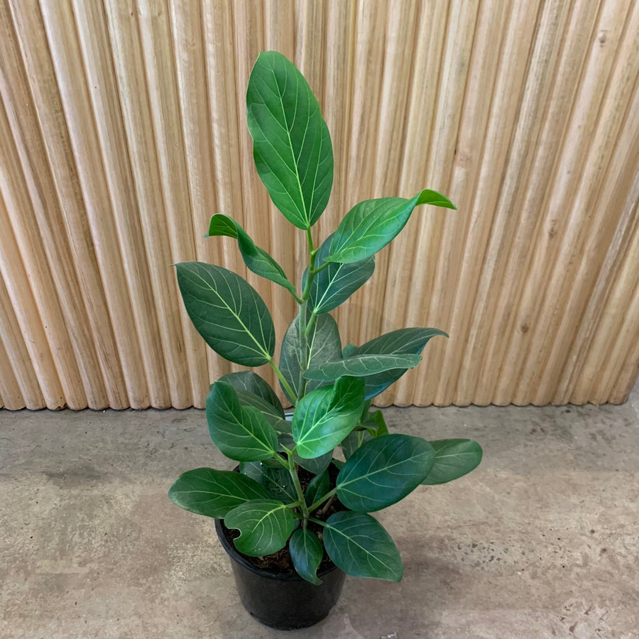Ficus Audrey ‘Benghalensis’ 20cm pot |My Jungle Home|