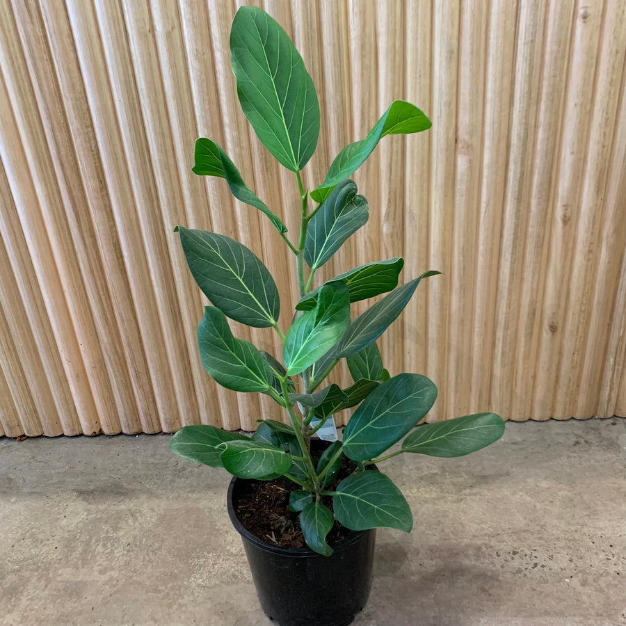 Ficus Audrey ‘Benghalensis’ 20cm pot |My Jungle Home|