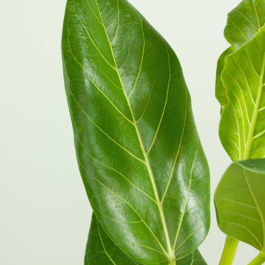 Ficus Audrey ‘Benghalensis’ 25cm pot |My Jungle Home|