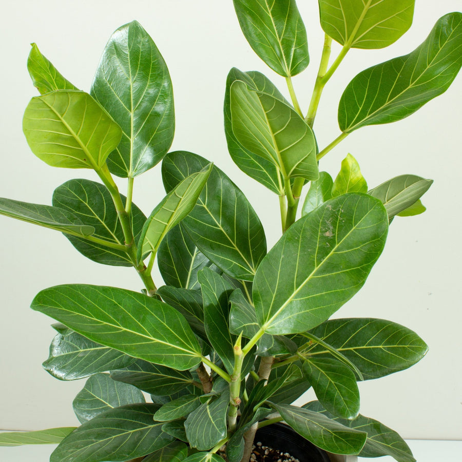 Ficus Audrey ‘Benghalensis’ 25cm pot |My Jungle Home|