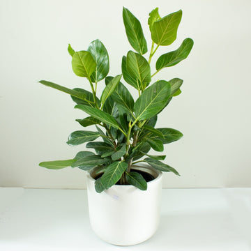 Ficus Audrey ‘Benghalensis’ 25cm pot |My Jungle Home|