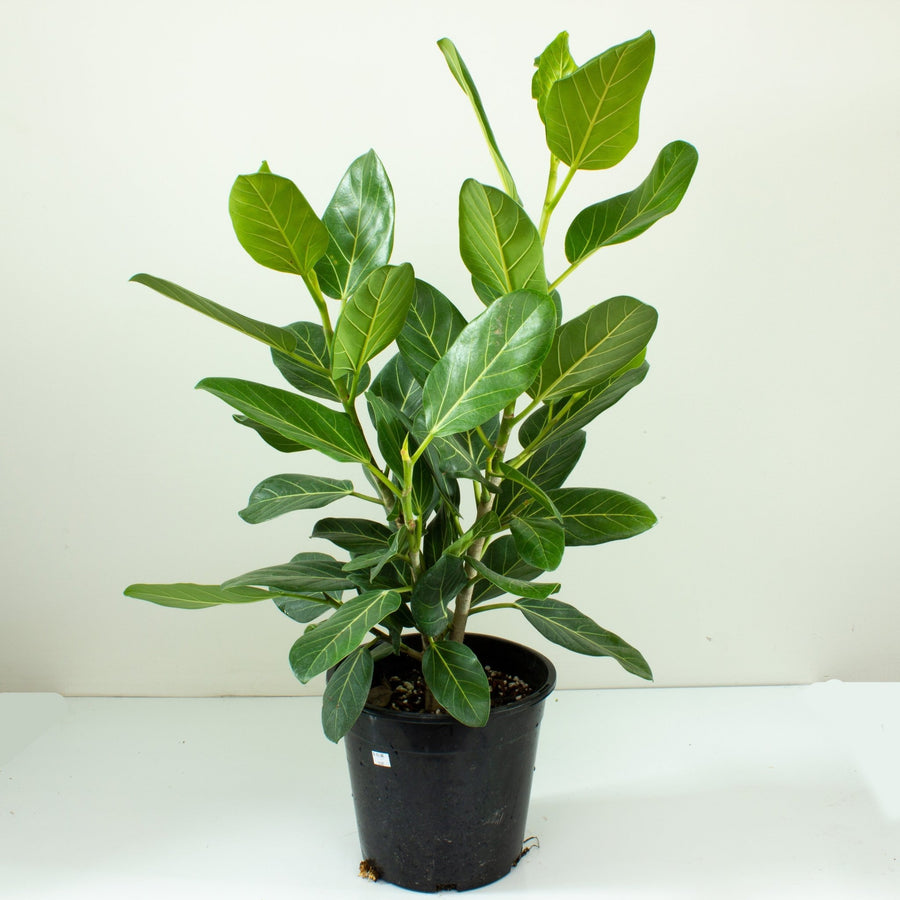 Ficus Audrey ‘Benghalensis’ 25cm pot |My Jungle Home|