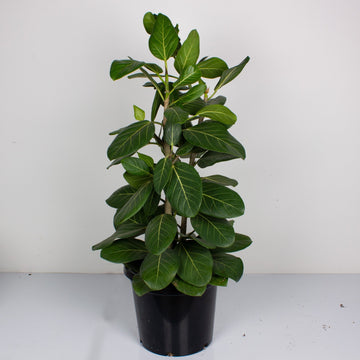 Ficus Audrey ‘Benghalensis’ 30cm pot |My Jungle Home|