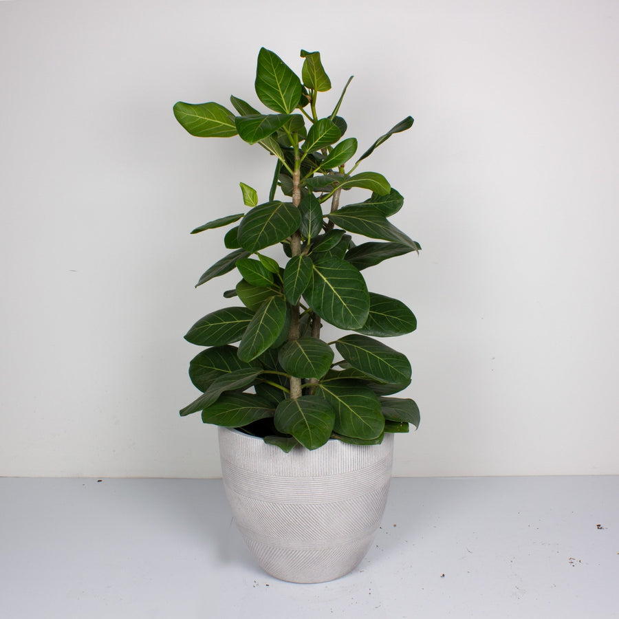 Ficus Audrey ‘Benghalensis’ 30cm pot |My Jungle Home|