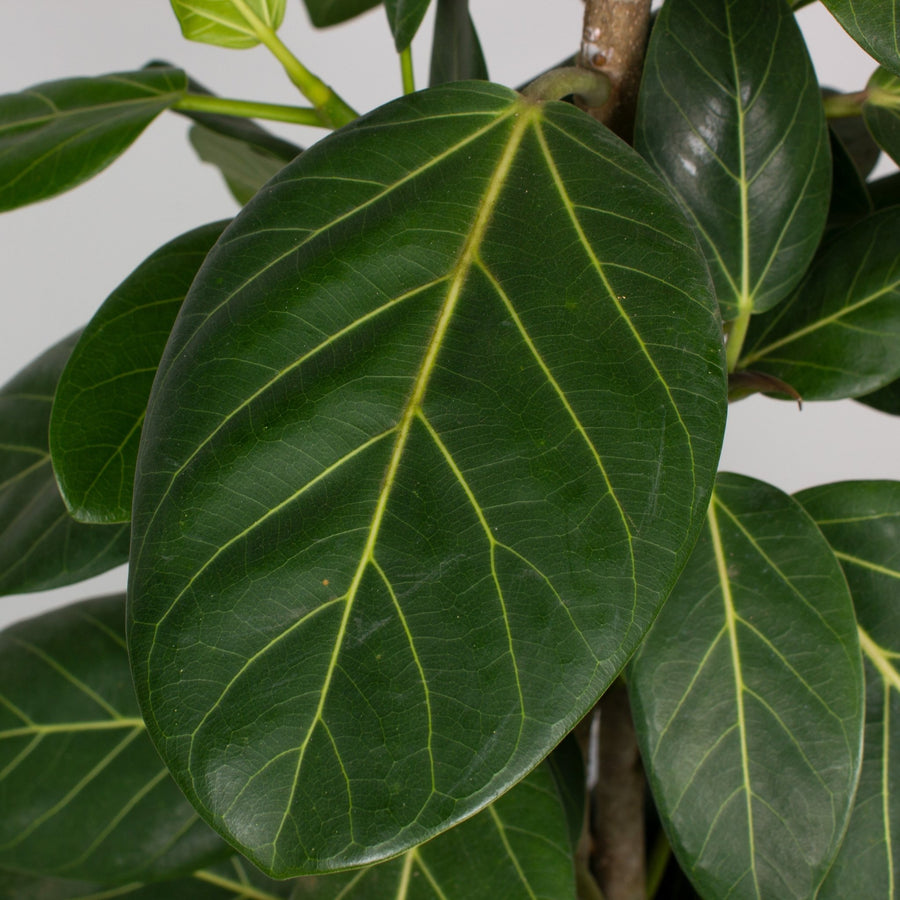 Ficus Audrey ‘Benghalensis’ 30cm pot |My Jungle Home|