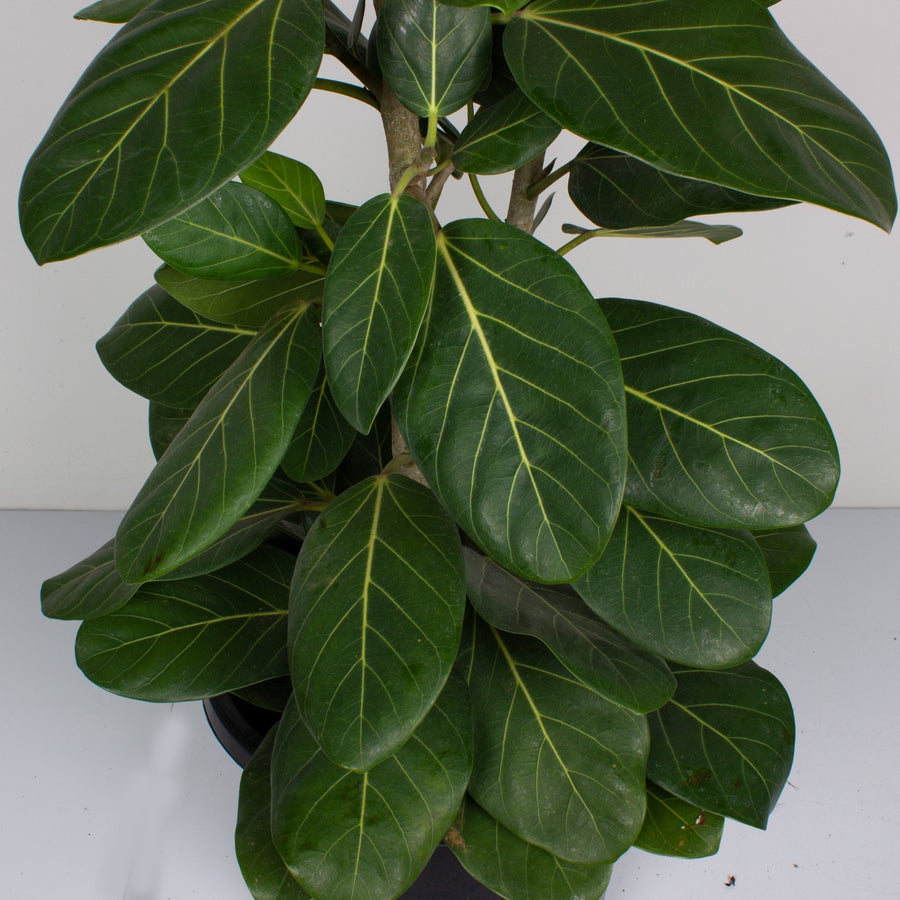 Ficus Audrey ‘Benghalensis’ 30cm pot |My Jungle Home|