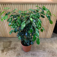 Ficus benjamina ‘Weeping Fig’ 24cm pot |My Jungle Home|