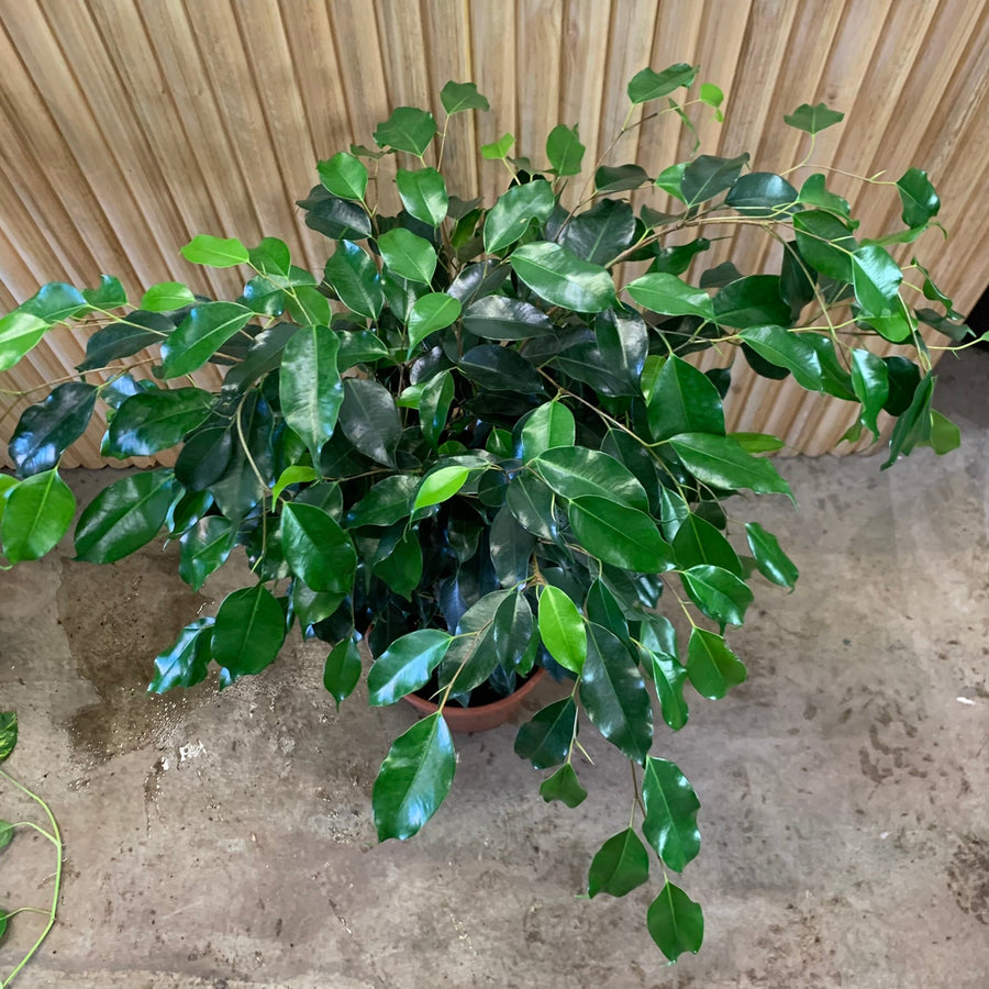 Ficus benjamina ‘Weeping Fig’ 24cm pot |My Jungle Home|