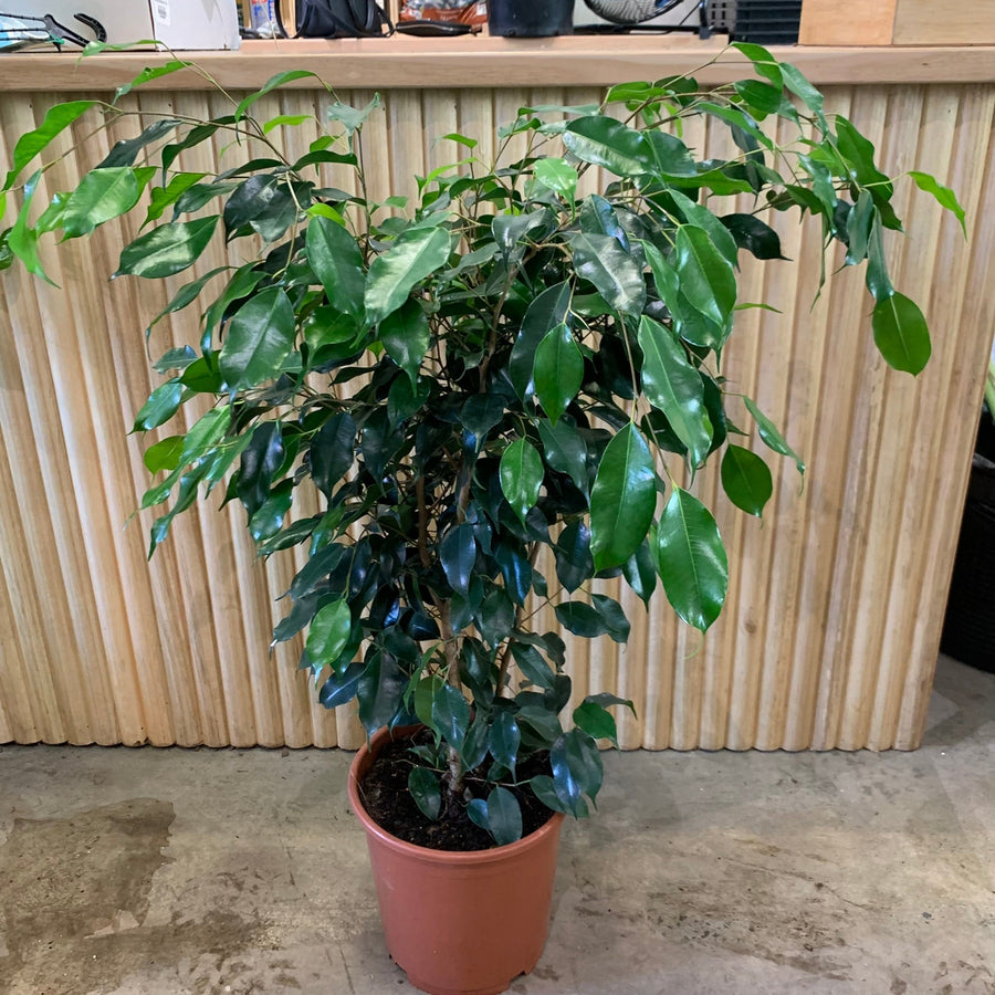 Ficus benjamina ‘Weeping Fig’ 24cm pot |My Jungle Home|