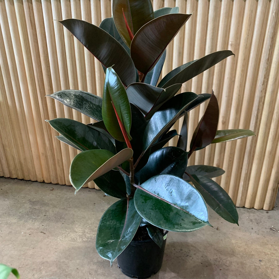 Ficus Elastica Burgundy Rubber Plant 20cm pot 1m tall! |My Jungle Home|