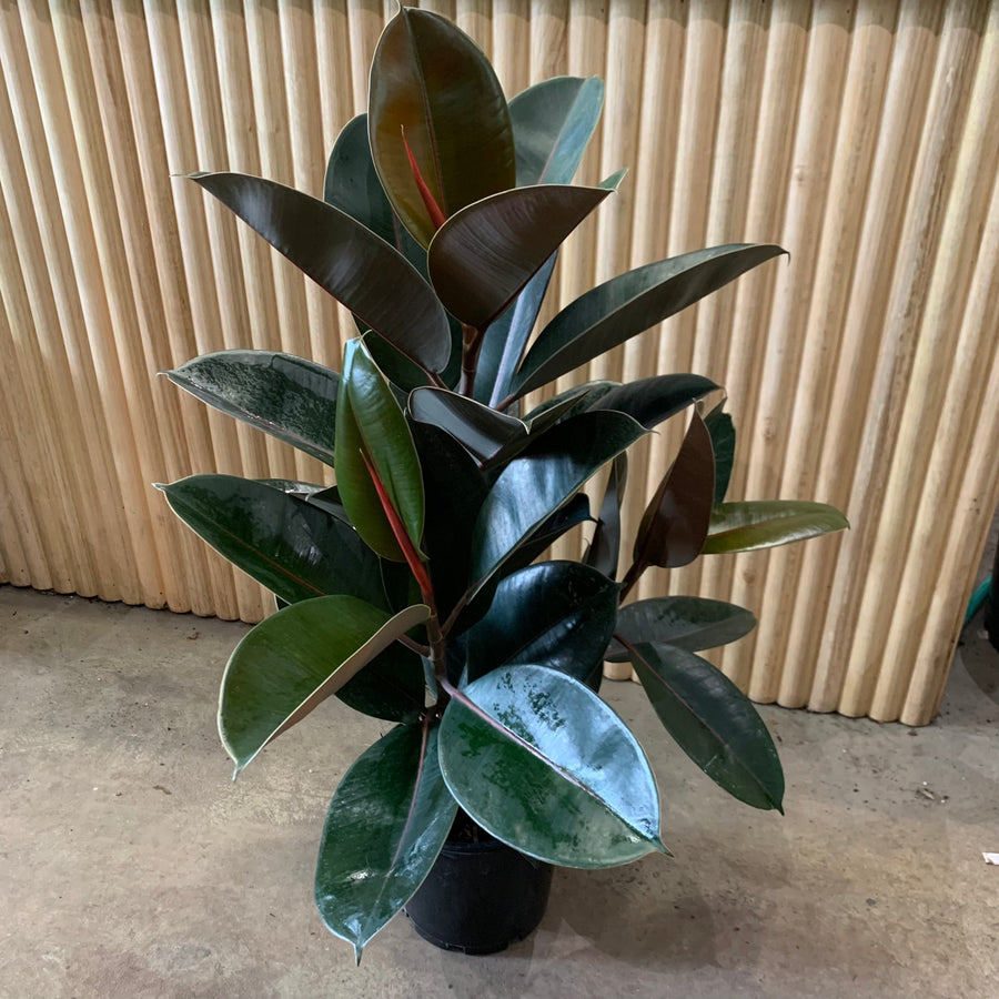 Ficus Elastica Burgundy Rubber Plant 20cm pot 1m tall! |My Jungle Home|