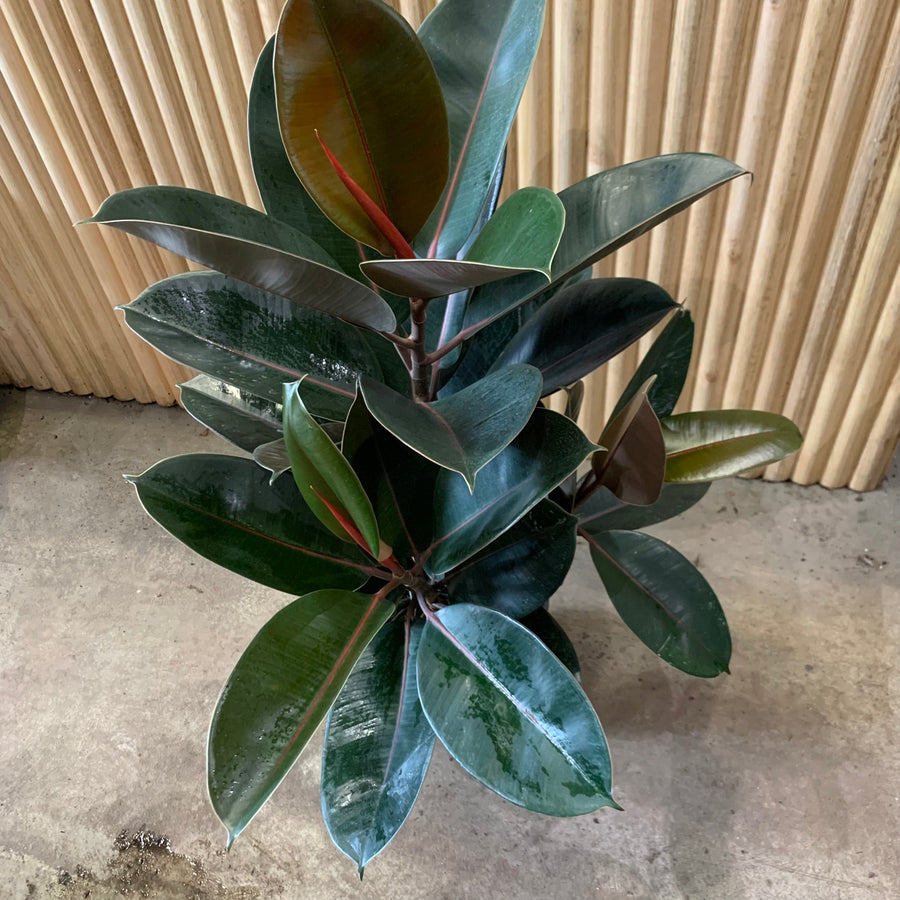 Ficus Elastica Burgundy Rubber Plant 20cm pot 1m tall! |My Jungle Home|