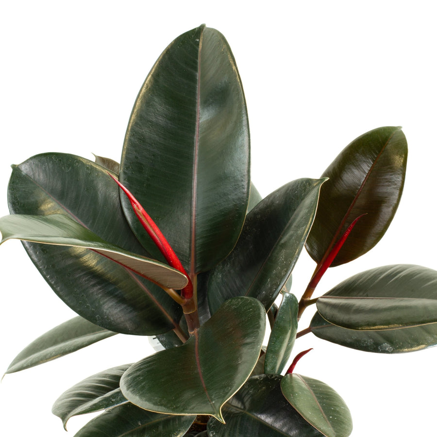Ficus Elastica Burgundy Rubber Tree 20cm pot |My Jungle Home|