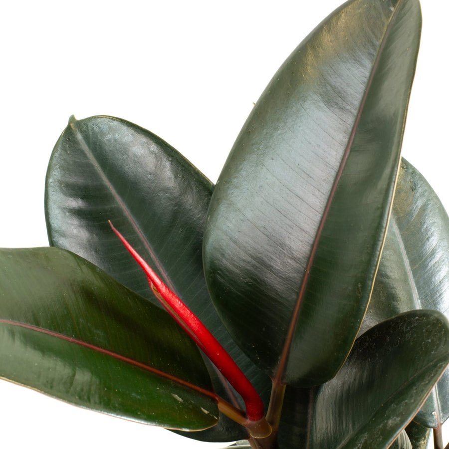 Ficus Elastica Burgundy Rubber Tree 20cm pot |My Jungle Home|