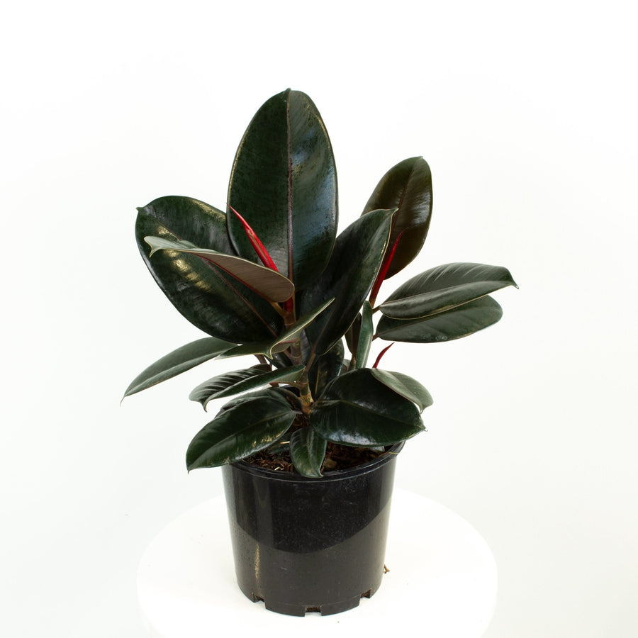 Ficus Elastica Burgundy Rubber Tree 20cm pot |My Jungle Home|