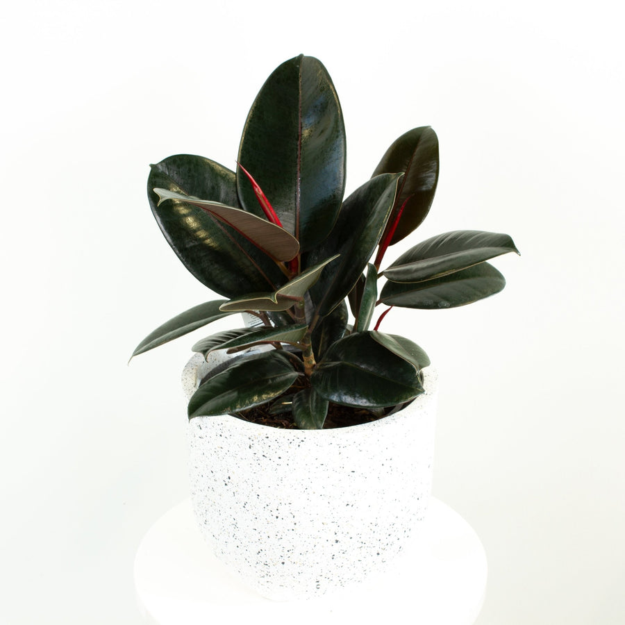 Ficus Elastica Burgundy Rubber Tree 20cm pot |My Jungle Home|