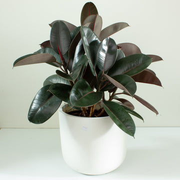 Ficus Elastica Burgundy Rubber Tree 25cm pot |My Jungle Home|